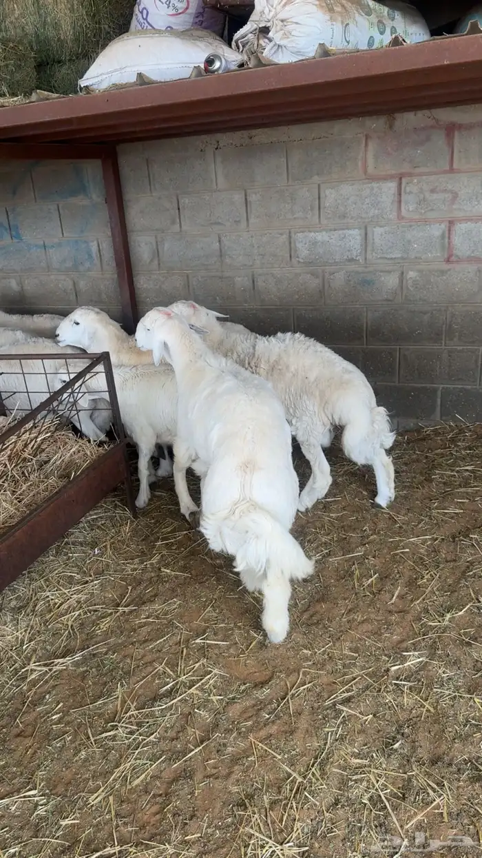 ذبائح للبيع طيبة جدا 3