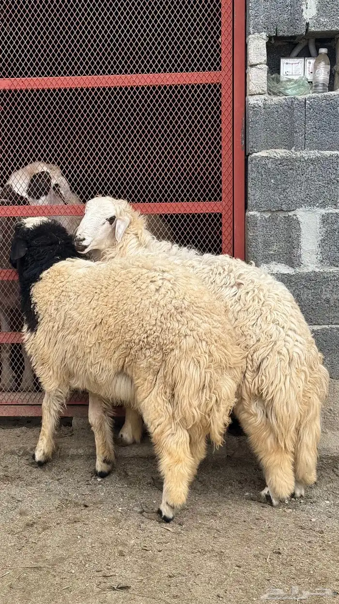 للبيع طليان نعيم 3