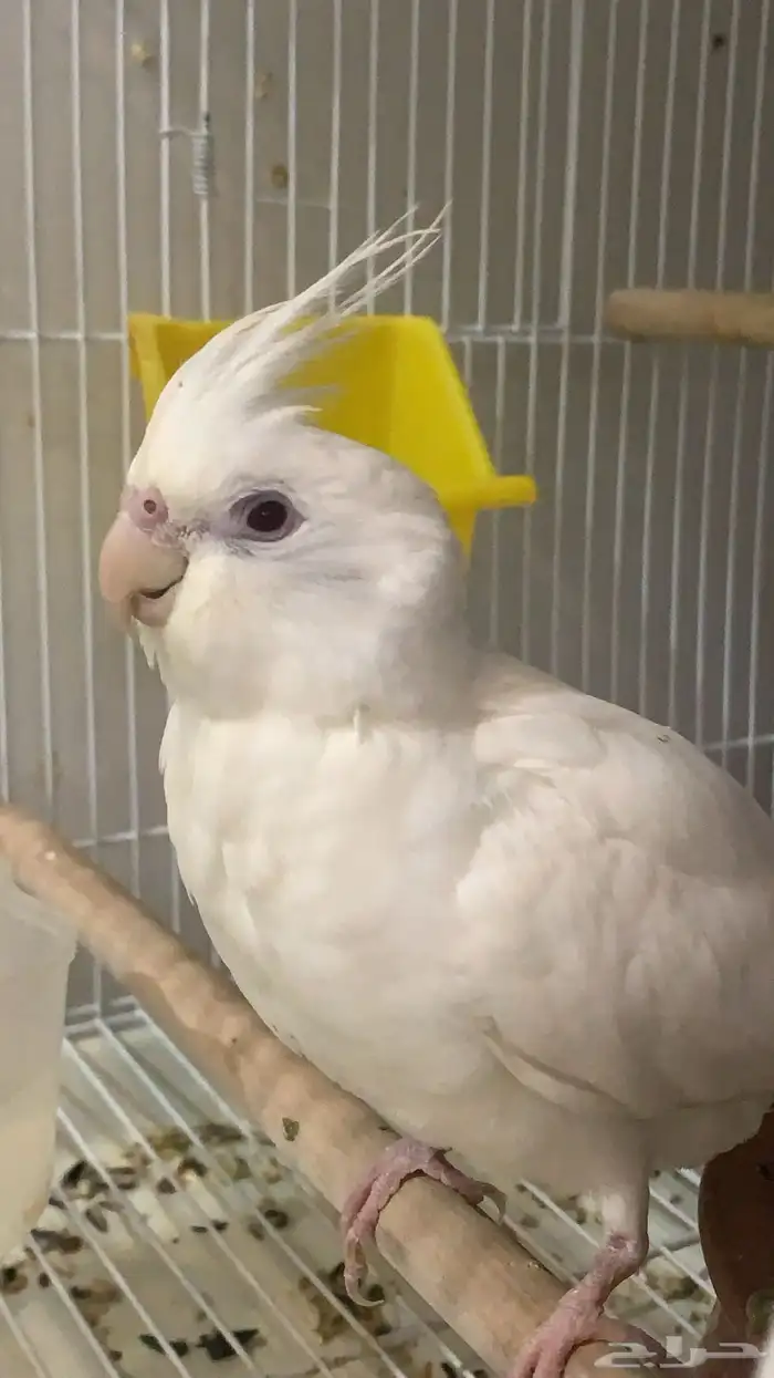 زوج كروان اليف وذكر متكلم ((تم البيع)) 2