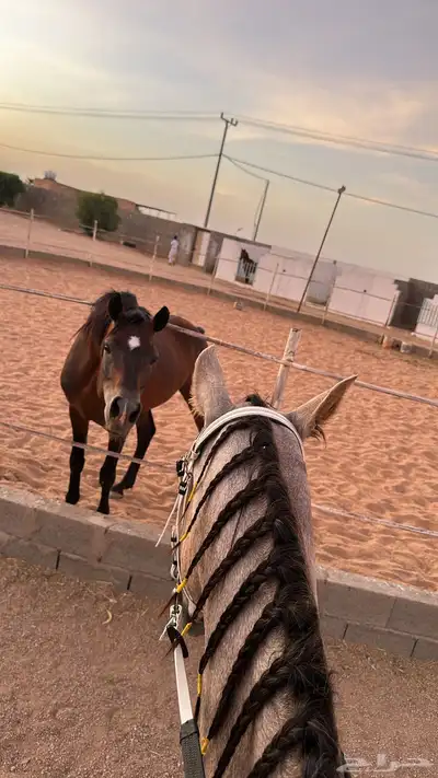 ايوا خيل وعسف وتسمين 0