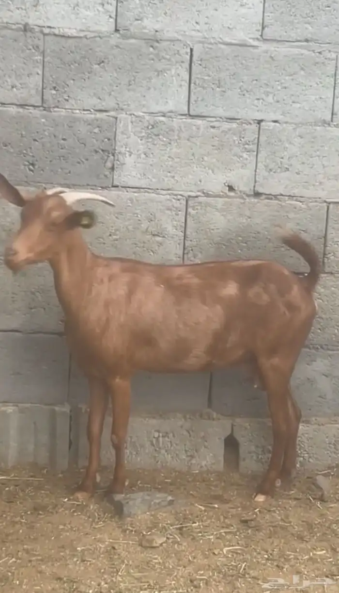 2 معزا بلدي دفيع(تم البيع) 0