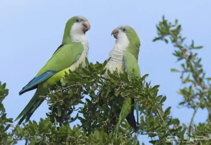 عشه كويكر ازواج شرط انتجه 3