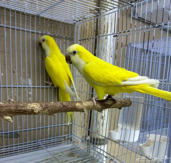 عشه كويكر ازواج شرط انتجه 0