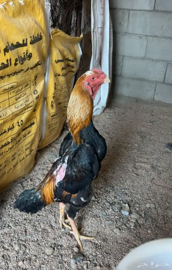 شامو ياباني(تم البيععع) 2