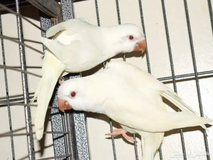 عشه كويكر ازواج شرط انتجه 2