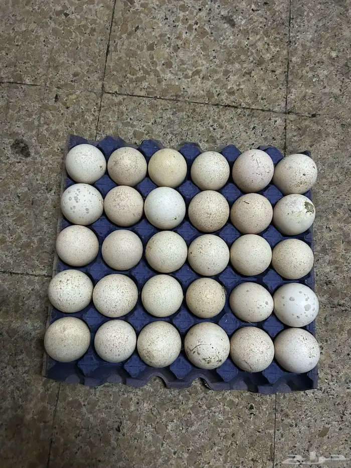 بيض 0