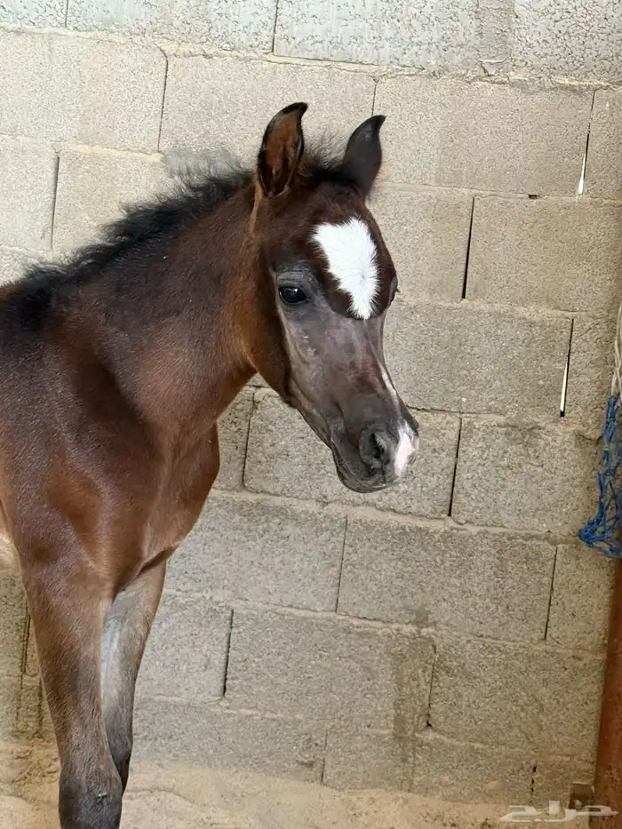 عسف وتطبيع وتدريب الخيل 0