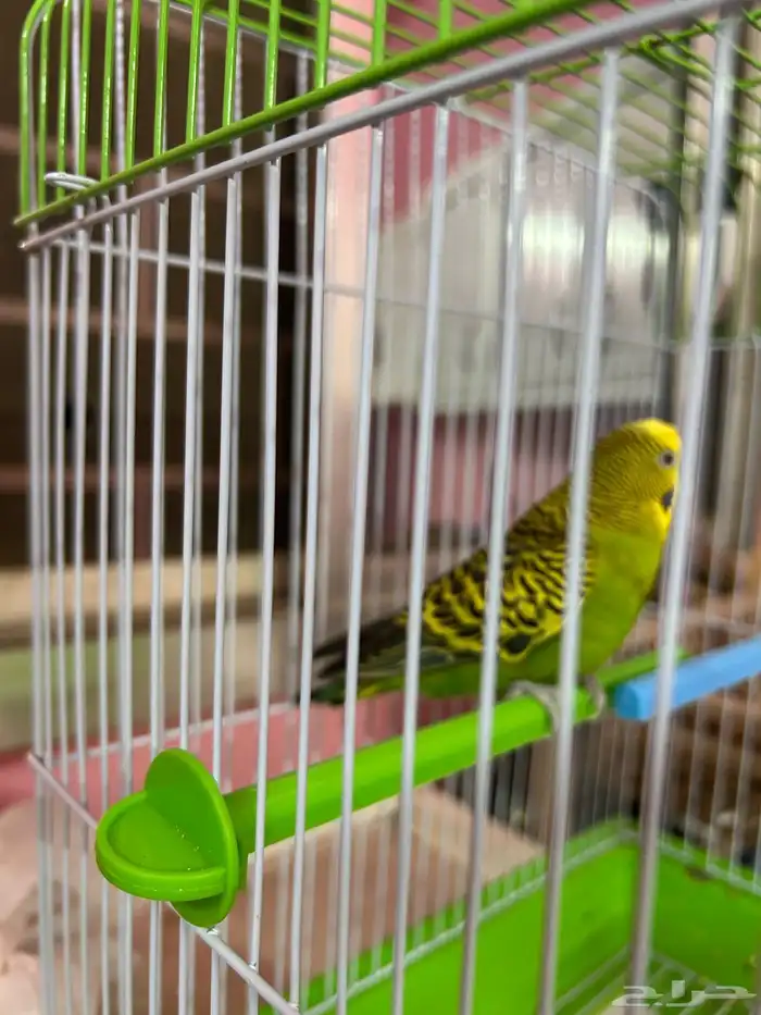 أغراض 1