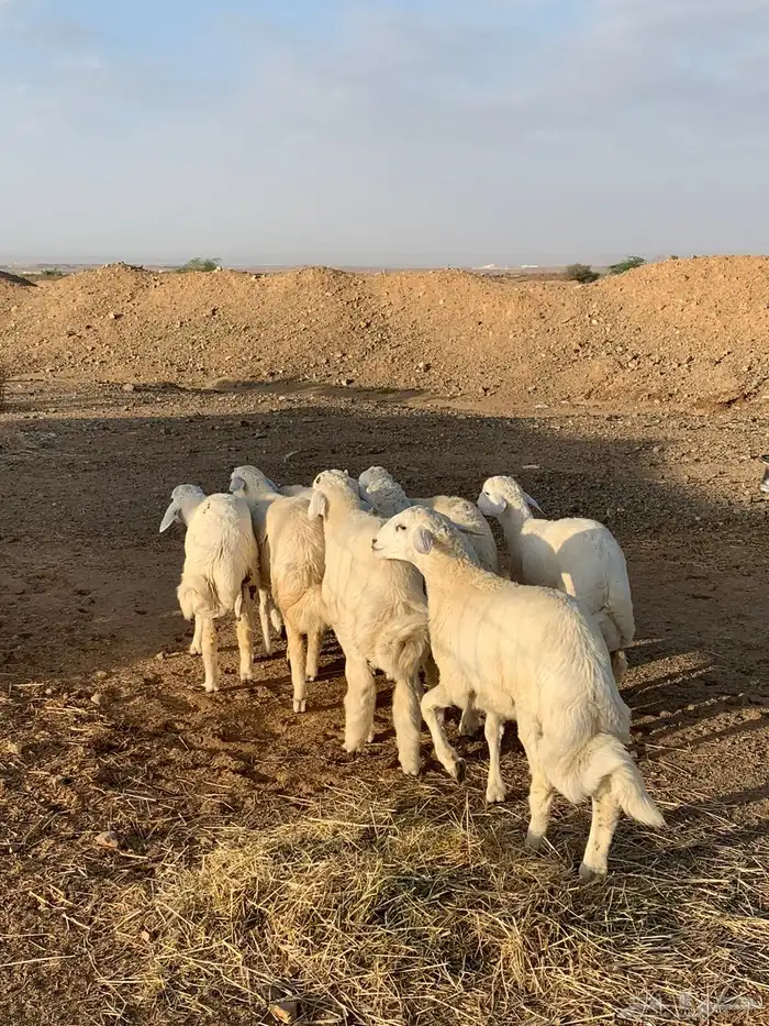 ذبايح حري ذبائح طليان رخال يوجد صلخ وتوصيل 2