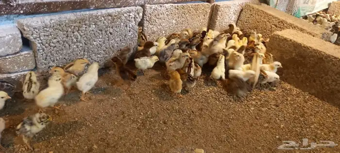 صيصان بلدي 7