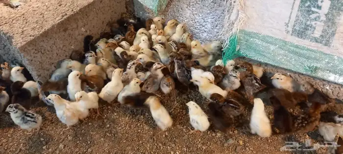 صيصان بلدي 6
