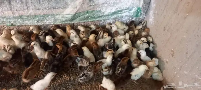 صيصان بلدي 4