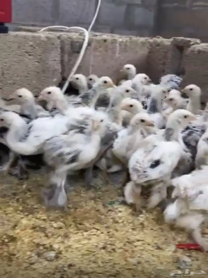 صوص براهما كلومبي 0