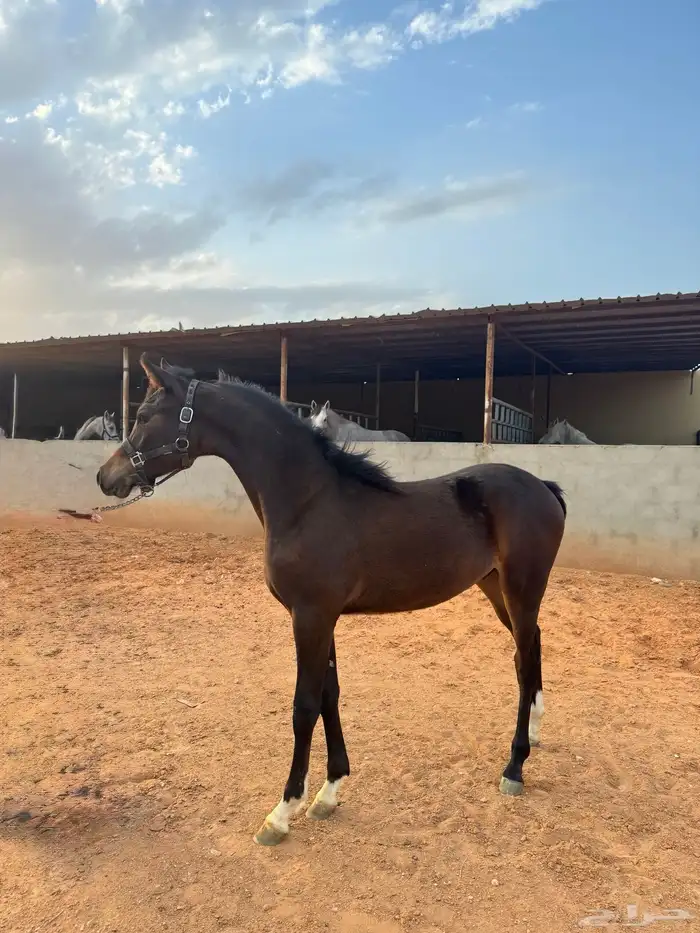 مهر واهو ادهم 0