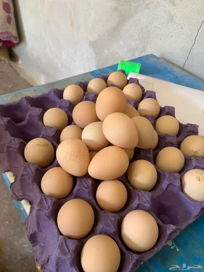 للبيع بيض فرعوني جمع 3 آيام مخصب الكميه طبق واحد 1