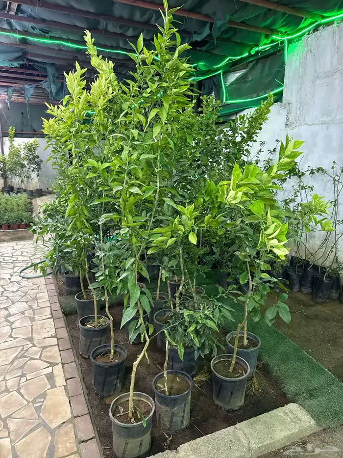 مشتل لون الخزامى 17