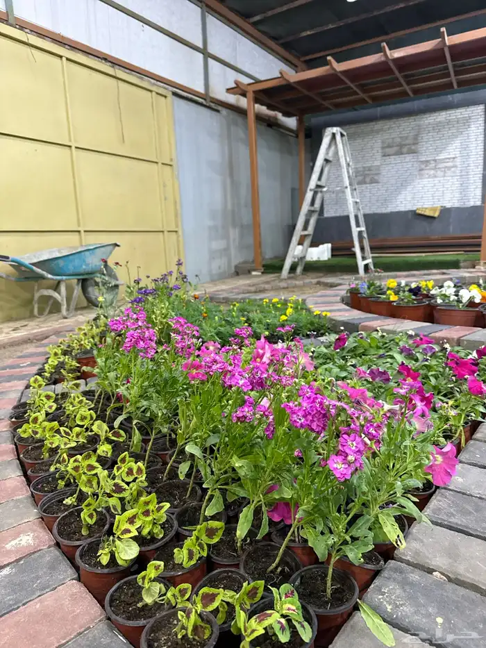 مشتل لون الخزامى 24