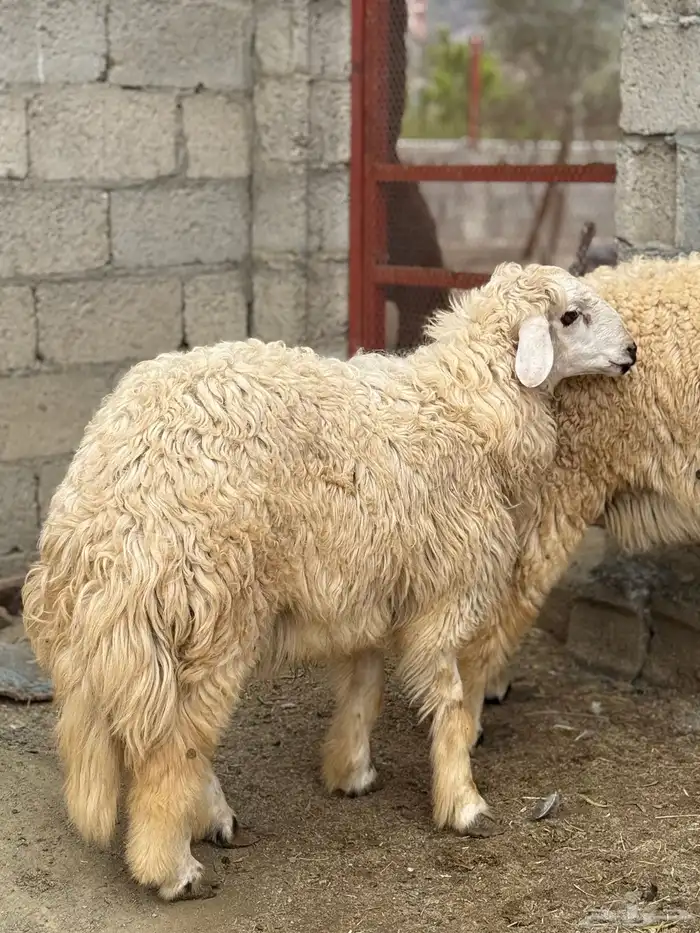 للبيع طليان نعيم 2
