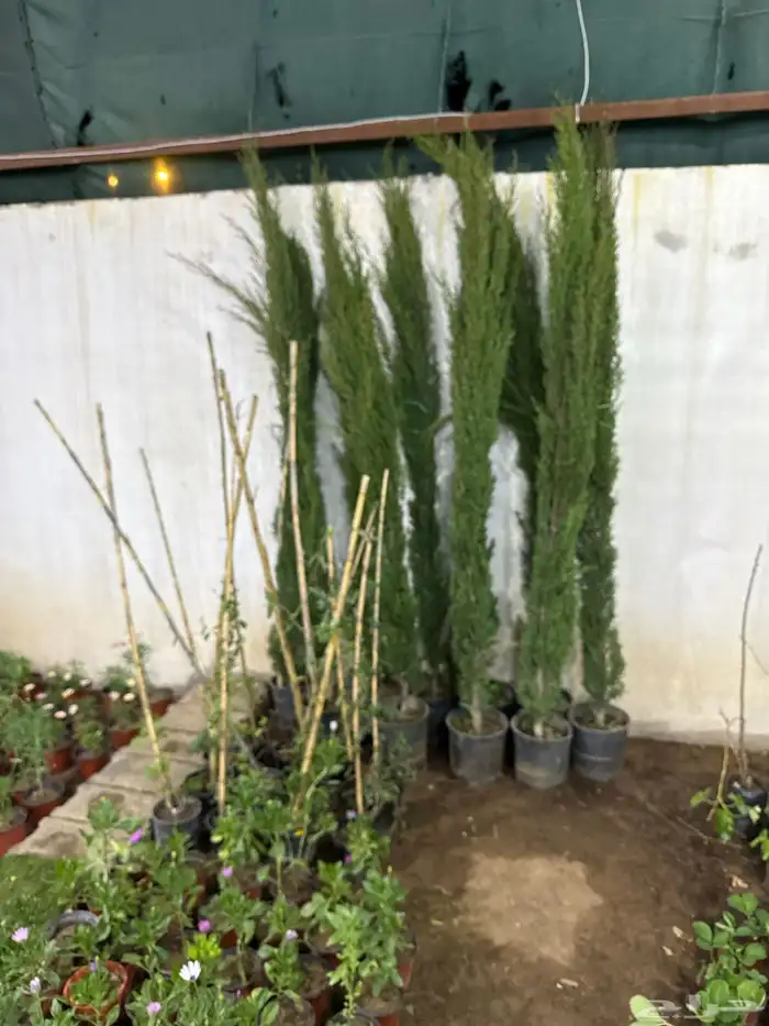 مشتل لون الخزامى 21