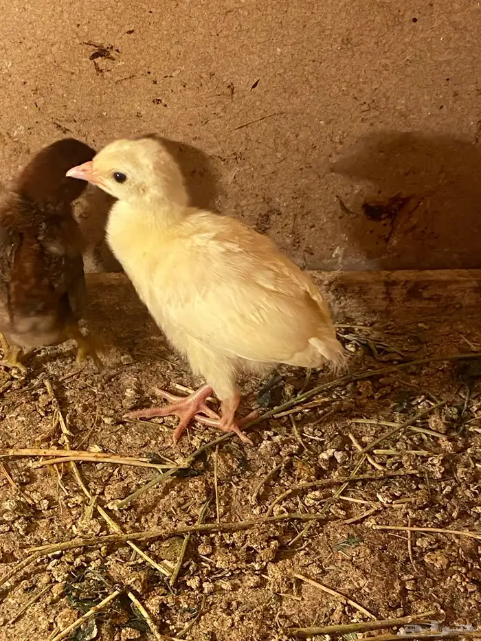 فروخ طاووس ابيض 2