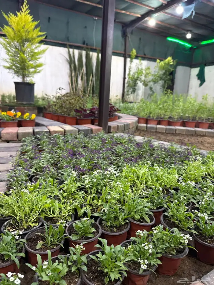 مشتل لون الخزامى 23