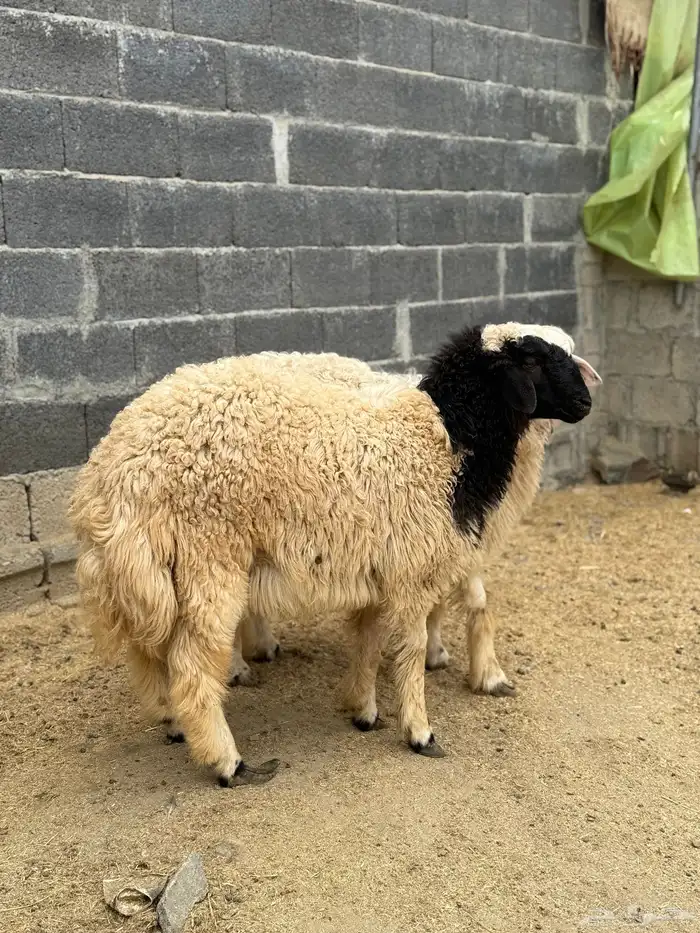 للبيع طليان نعيم 7