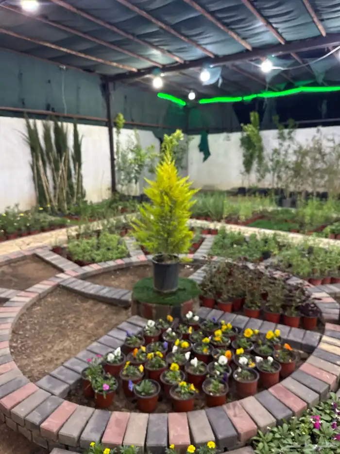 مشتل لون الخزامى 22