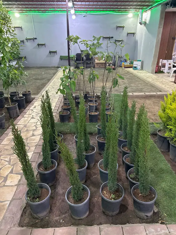 مشتل لون الخزامى 19