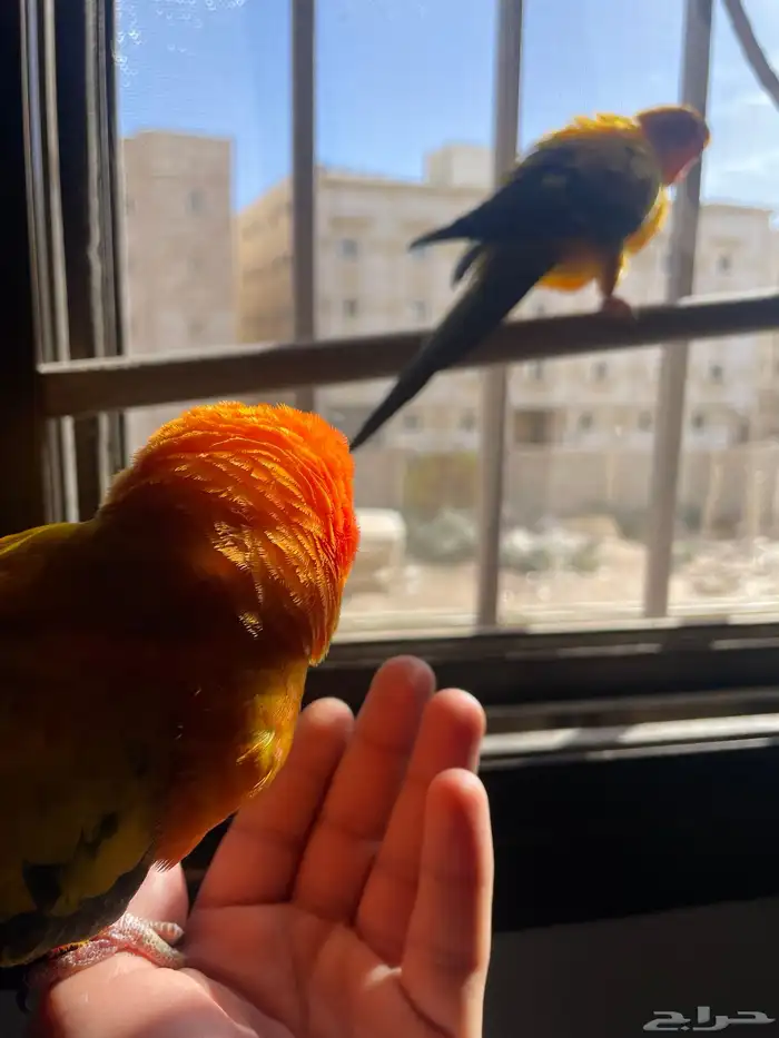 تم البيع زوج صن كنيور أليف صبغة قوية محلل بشهايد 3