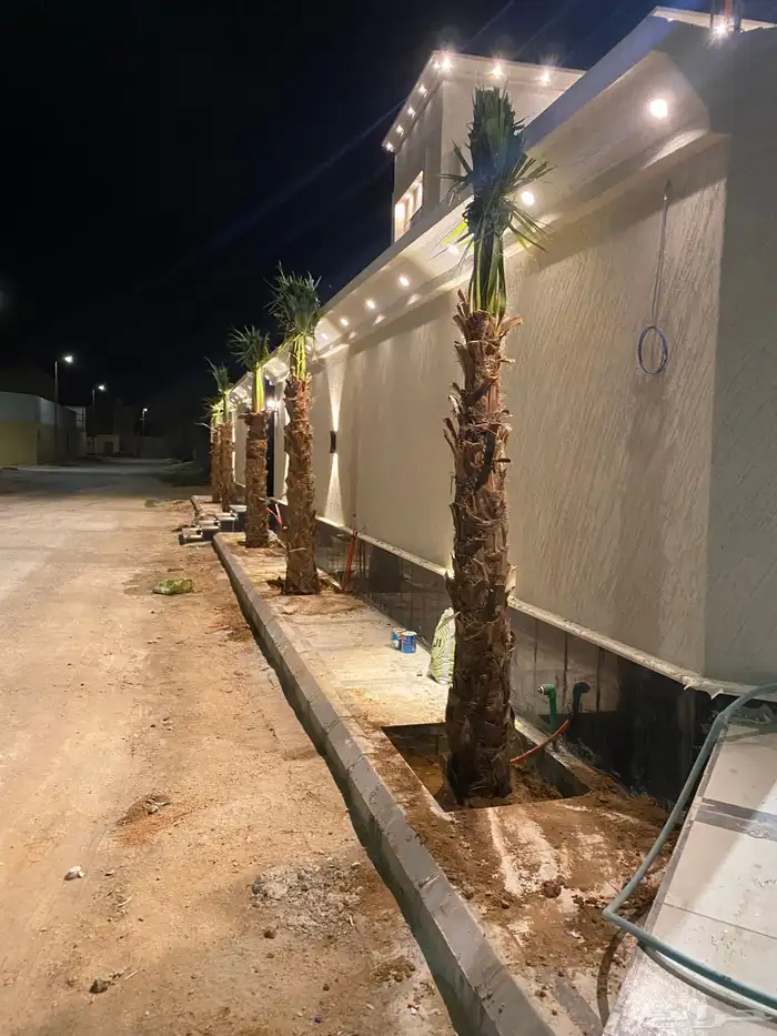 نخل البيع سوشنطن زينه جميع 3