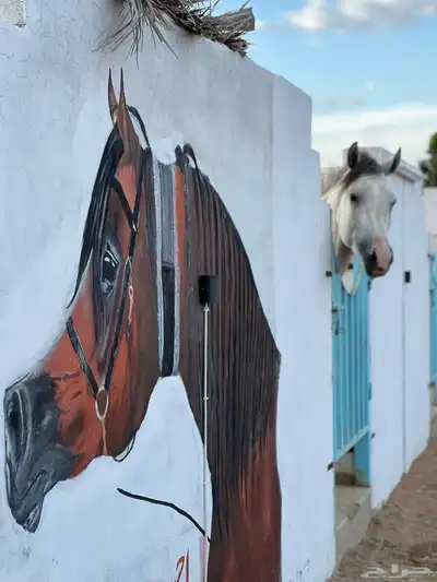 ايوا خيل وعسف وتسمين 3