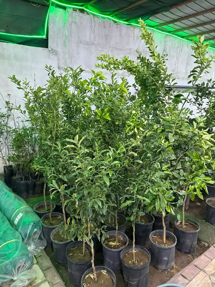 مشتل لون الخزامى 18