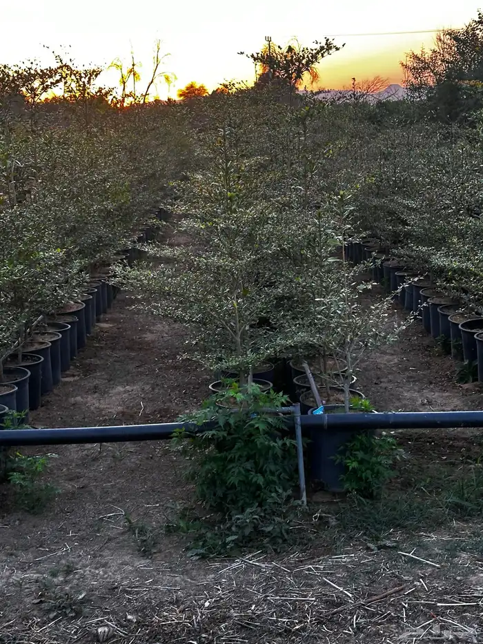 جميع اشجار الظل والزينة (نوادر )التفاصيل داخل الأعلان  نجران 21