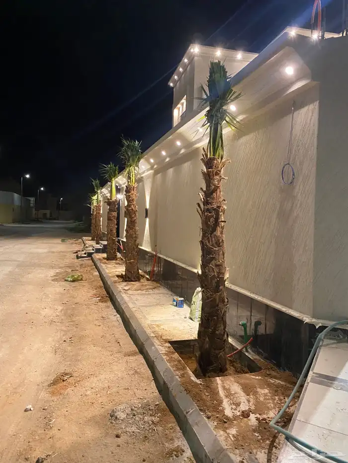 نخل البيع سوشنطن زينه جميع 4