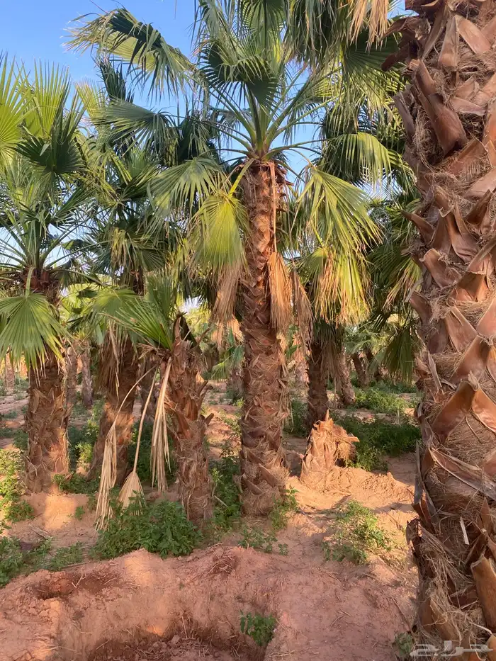 نخل البيع سوشنطن زينه جميع 1
