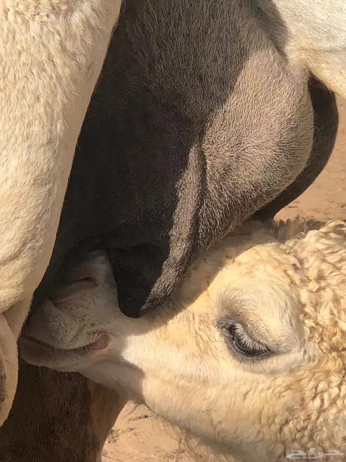 خلفة تحتها قعود 2