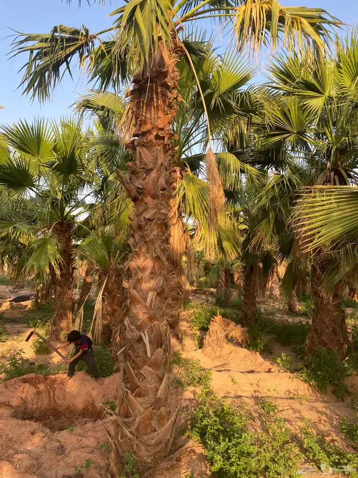 نخل البيع سوشنطن زينه جميع 0