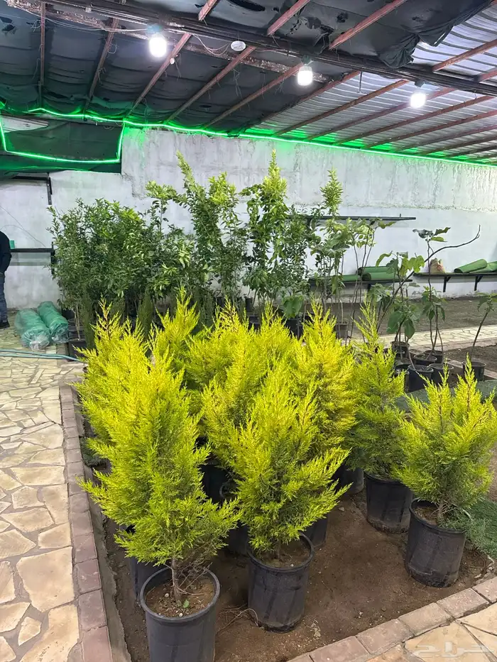 مشتل لون الخزامى 25