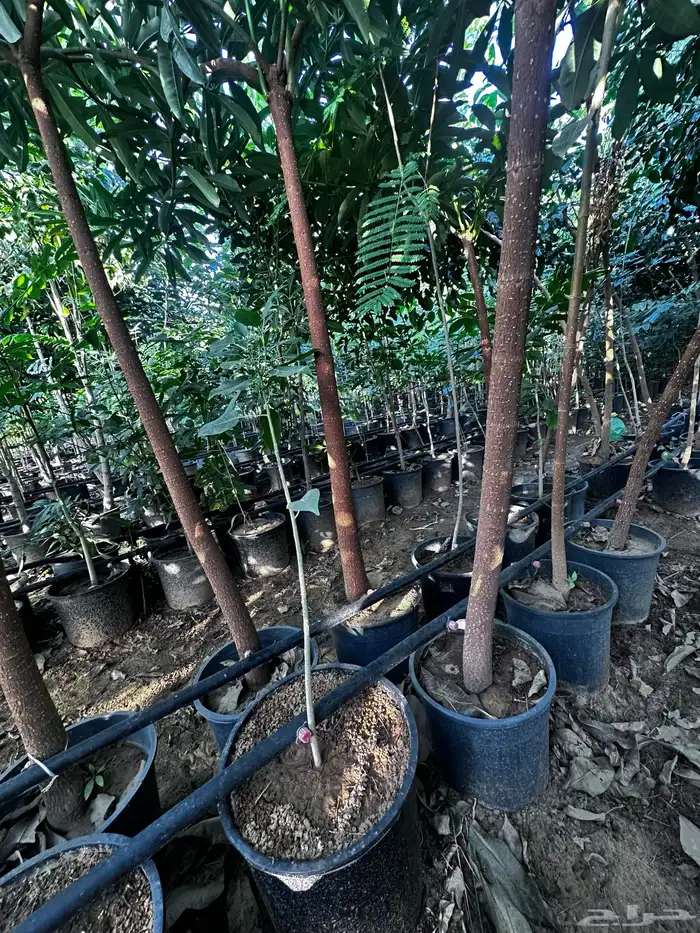 جميع اشجار الظل والزينة (نوادر )التفاصيل داخل الأعلان  نجران 13