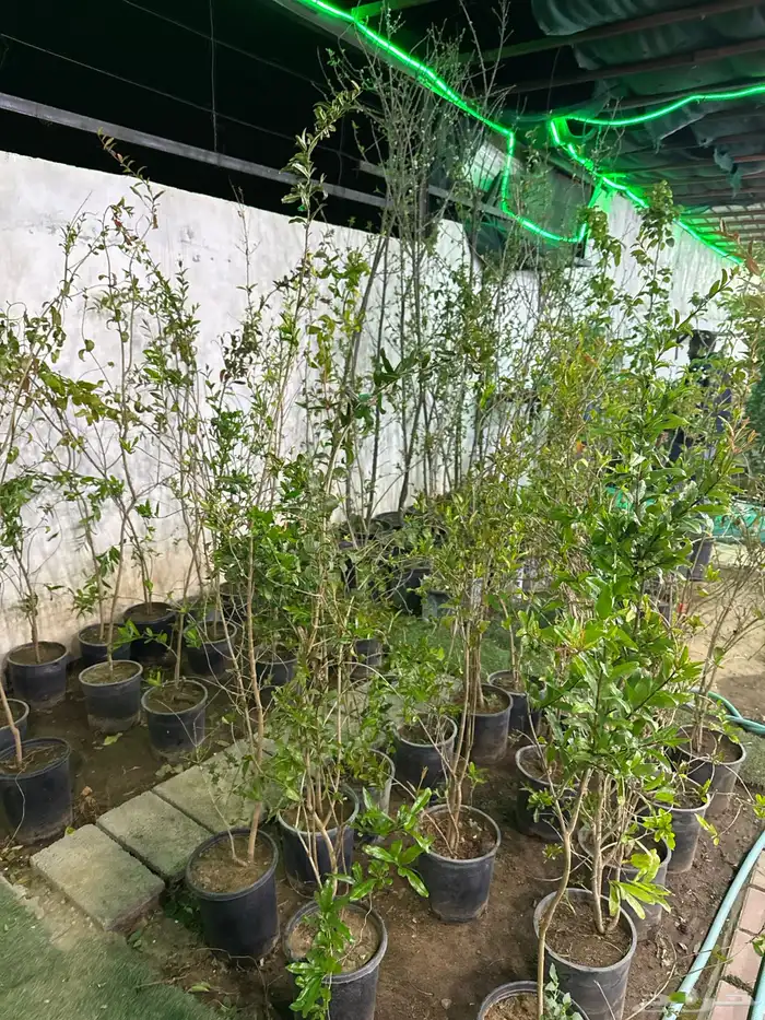 مشتل لون الخزامى 20