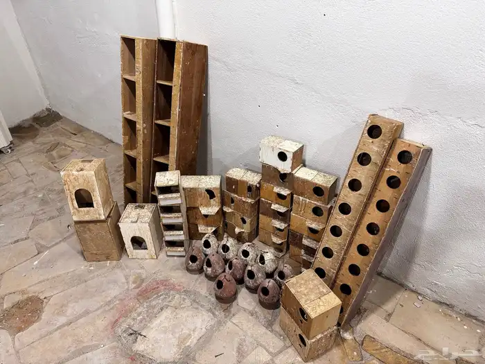 محاكير طيور مغرده 1