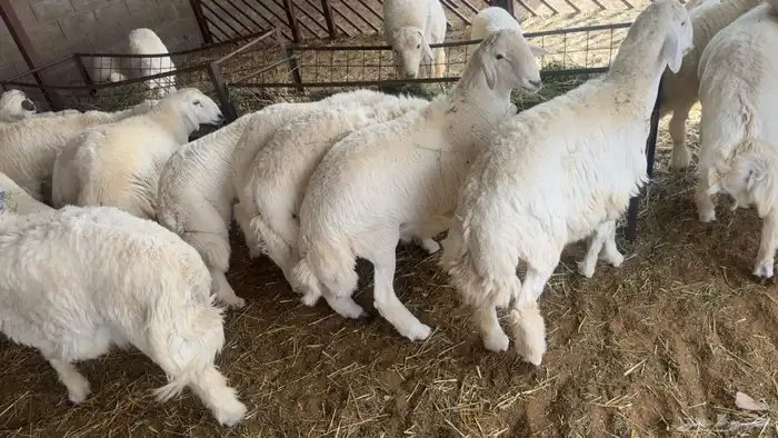 ذبائح للبيع طيبة جدا 1