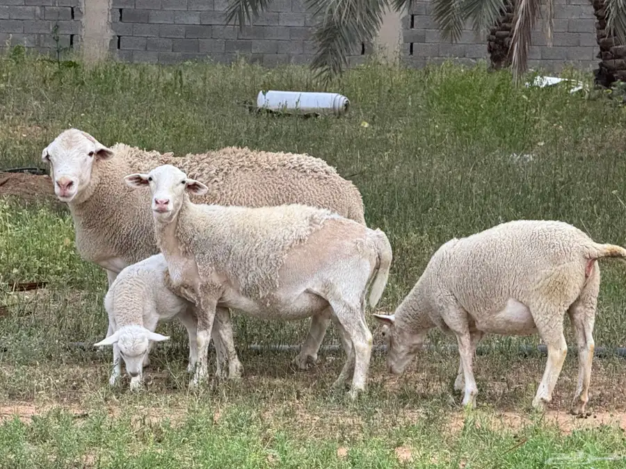 دوربر ابيض بيور صنف نوادر(تم البيع) 1