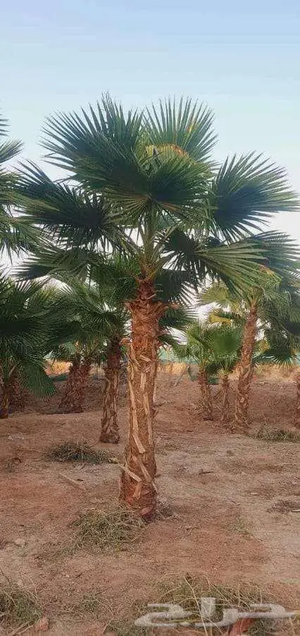 نخل واشنطن واشنطني واشنطوني 4