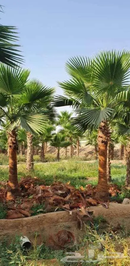 نخل واشنطن واشنطني واشنطوني 6