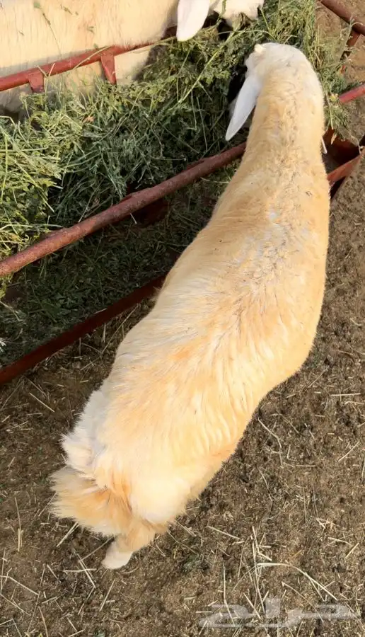 خرفان 3