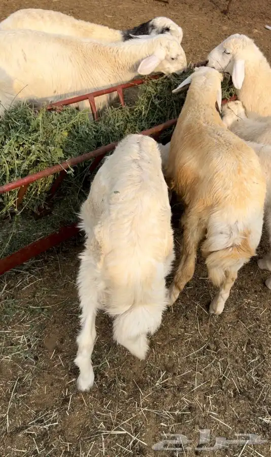 خرفان 5