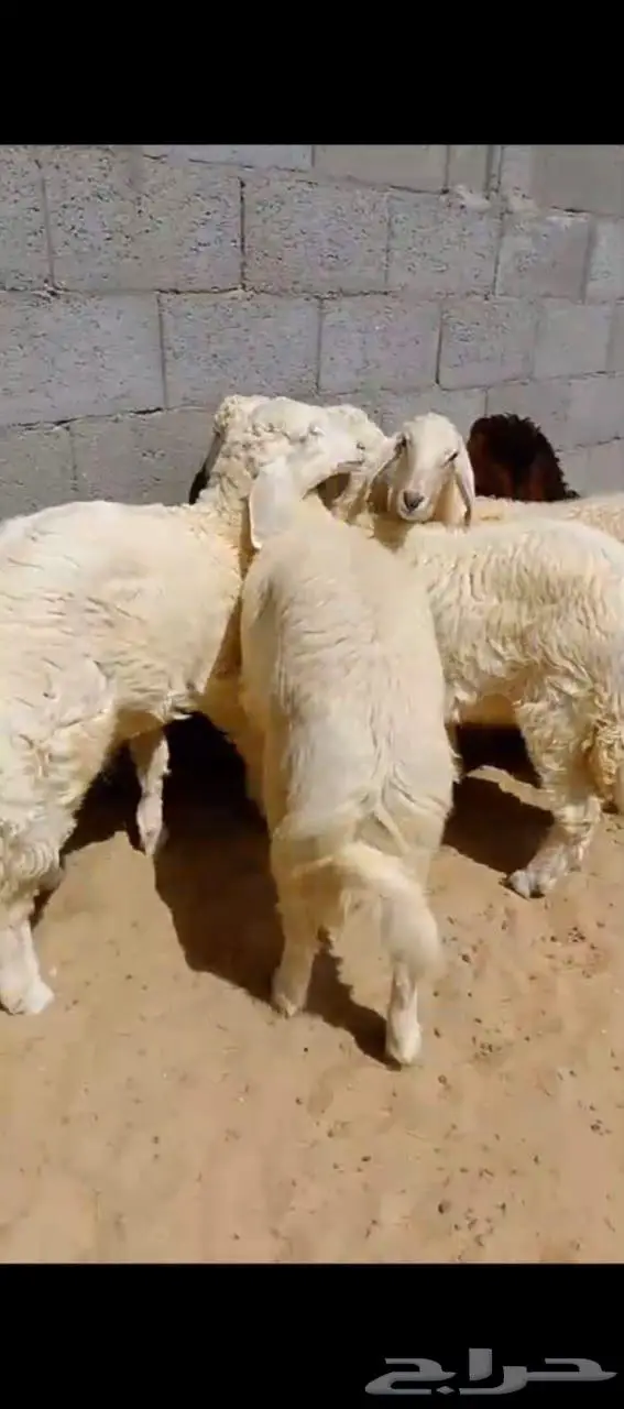 متوفر تابي تمارا خرفان نعيمي حري تيوس 4