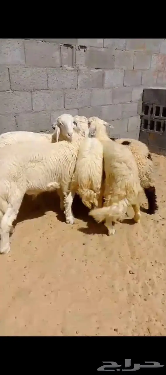 متوفر تابي تمارا خرفان نعيمي حري تيوس 3