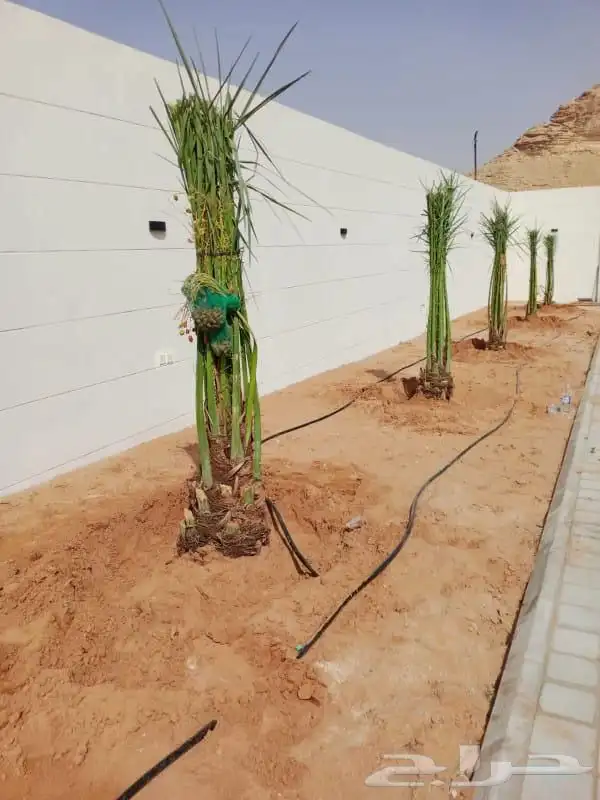 نخل مثمر مع التوصيل والزراعه 1